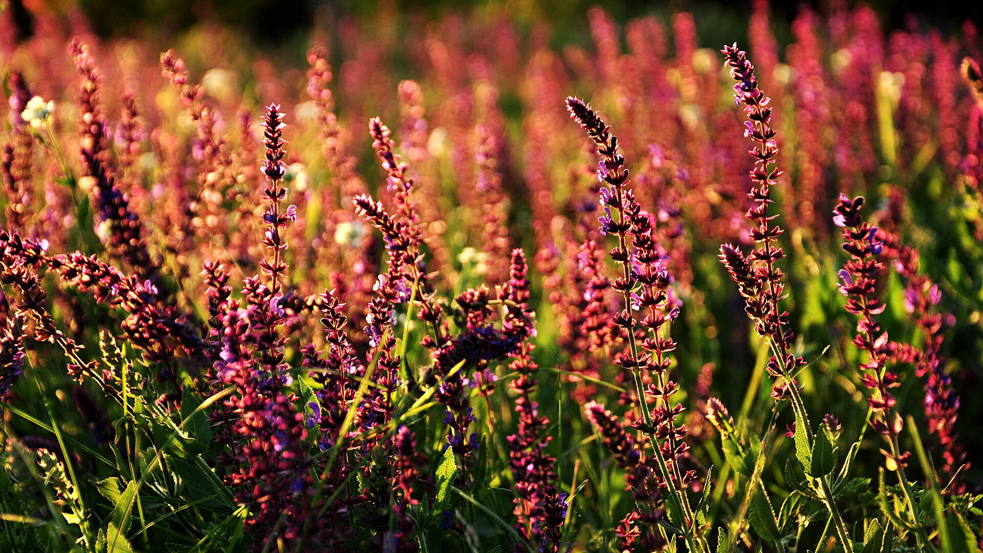 Kysports-CBA球队防守战术调整策略，cba球队防守效率排名