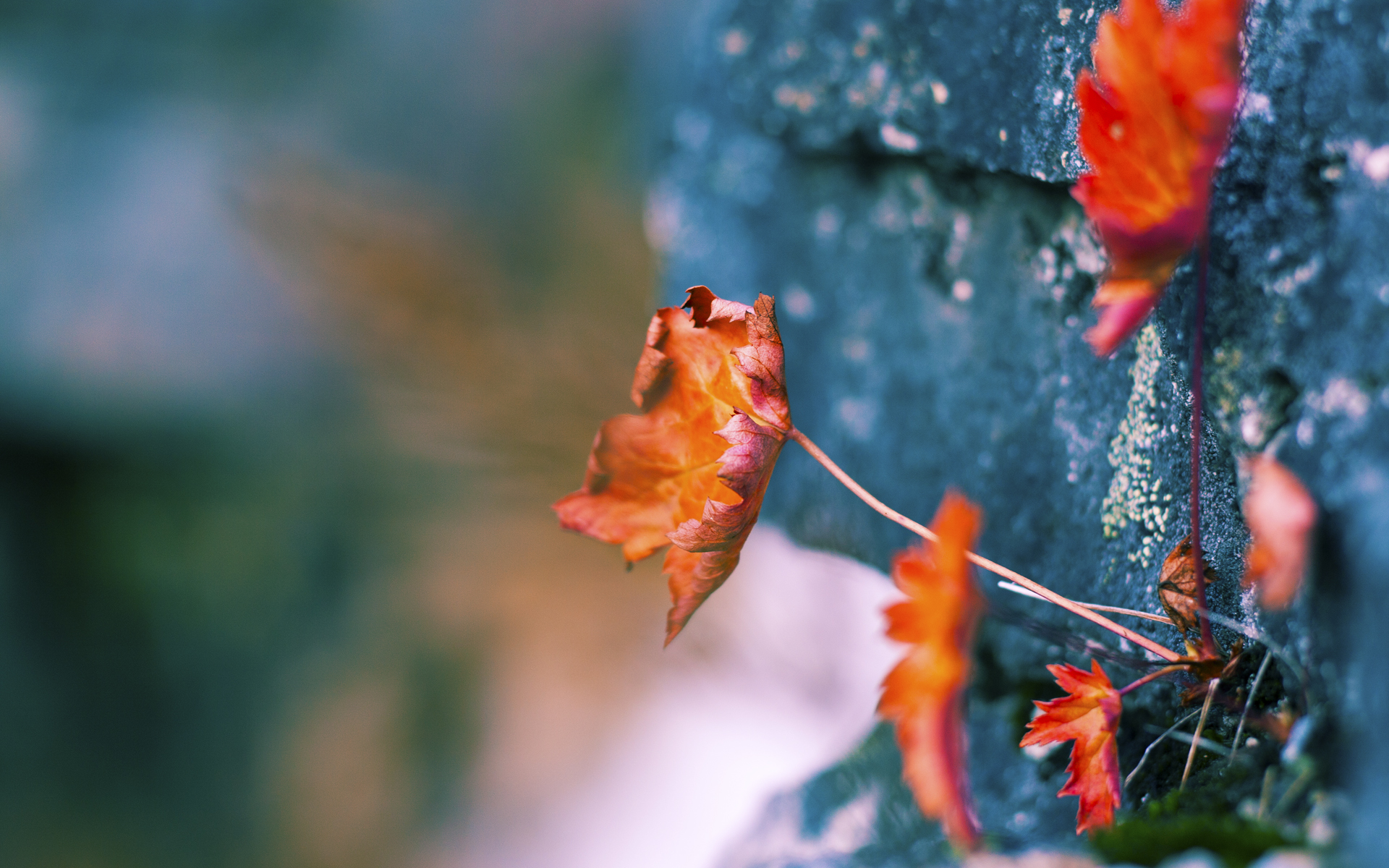 开云体育下载网页版-上海海港新赛季训练营开启，上海海港队官网