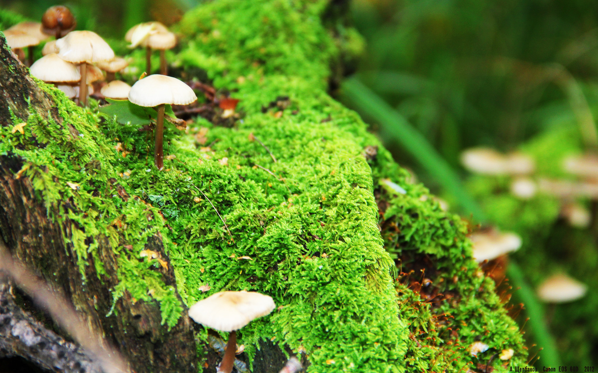 开云体育APP-塞维利亚主场2-0战胜赫塔费，继续领跑西甲积分榜，塞维利亚算西甲强队吗