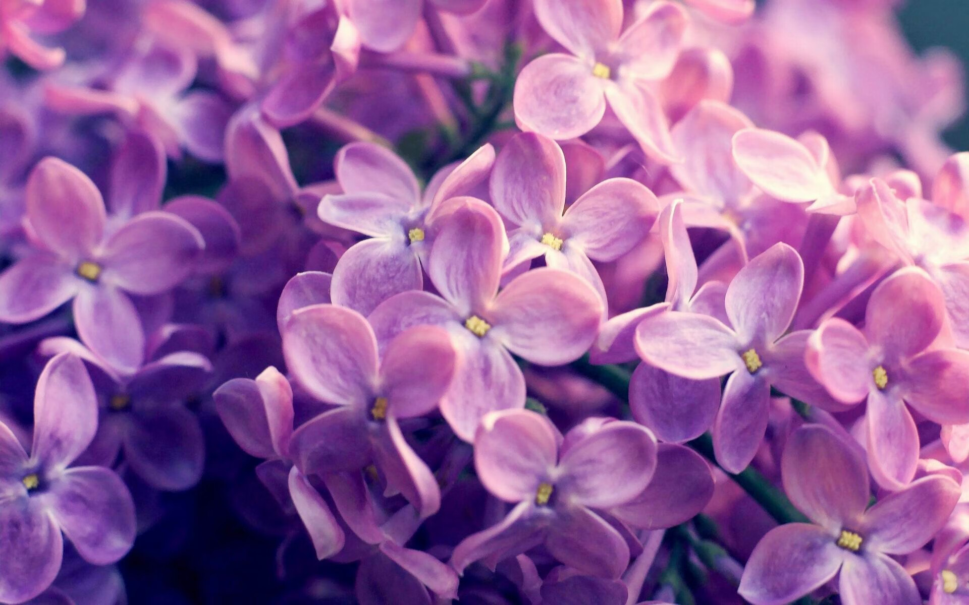雷恩中场新生代盼提升进攻效率,锋线技校展示锐不可挡,雷恩511